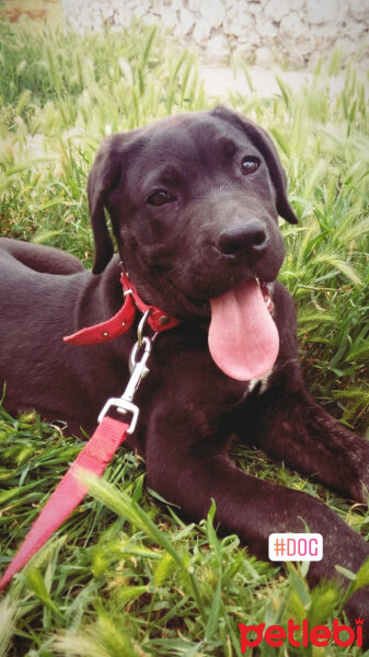 Cane Corso Italiano, Köpek  Mocha fotoğrafı