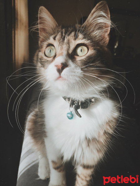 Norwegian Forest, Kedi  Mars fotoğrafı