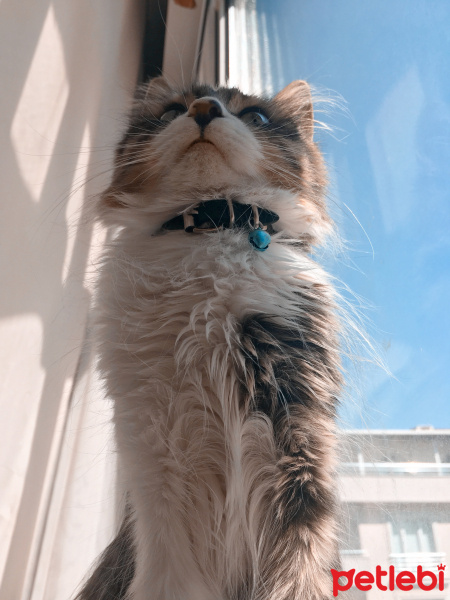 Norwegian Forest, Kedi  Mars fotoğrafı