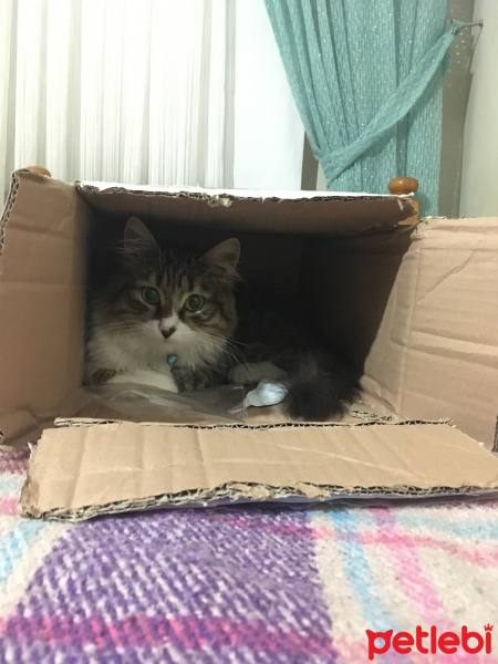 Norwegian Forest, Kedi  Mars fotoğrafı