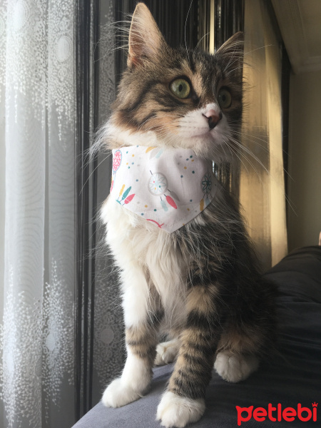 Norwegian Forest, Kedi  Mars fotoğrafı