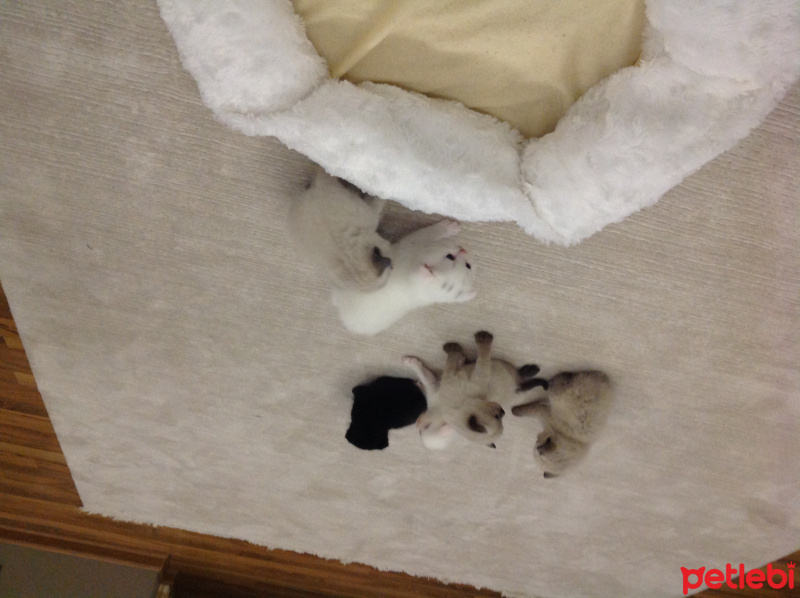 Scottish Fold, Kedi  Scotish fotoğrafı
