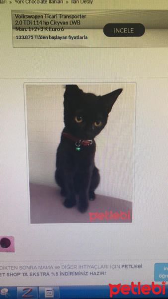 Tekir Kedi, Kedi  zeytin fotoğrafı