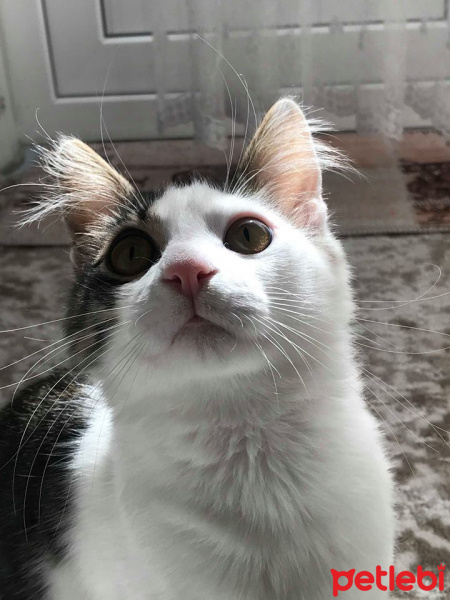 Tekir Kedi, Kedi  ceku fotoğrafı