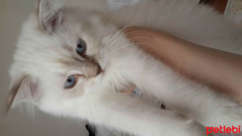 Scottish Fold, Kedi  müezza fotoğrafı