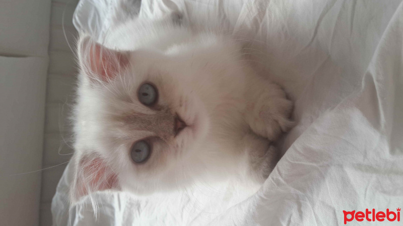 Scottish Fold, Kedi  müezza fotoğrafı
