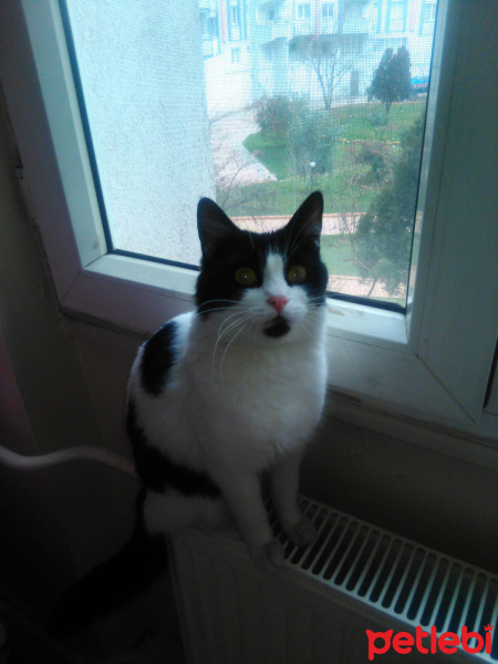 Tekir Kedi, Kedi  boncuk fotoğrafı