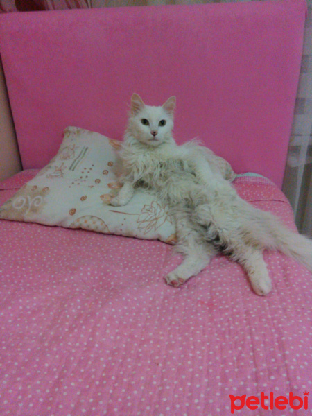 Ankara Kedisi, Kedi  sütlaç fotoğrafı