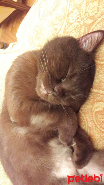 Scottish Fold, Kedi  Reis fotoğrafı