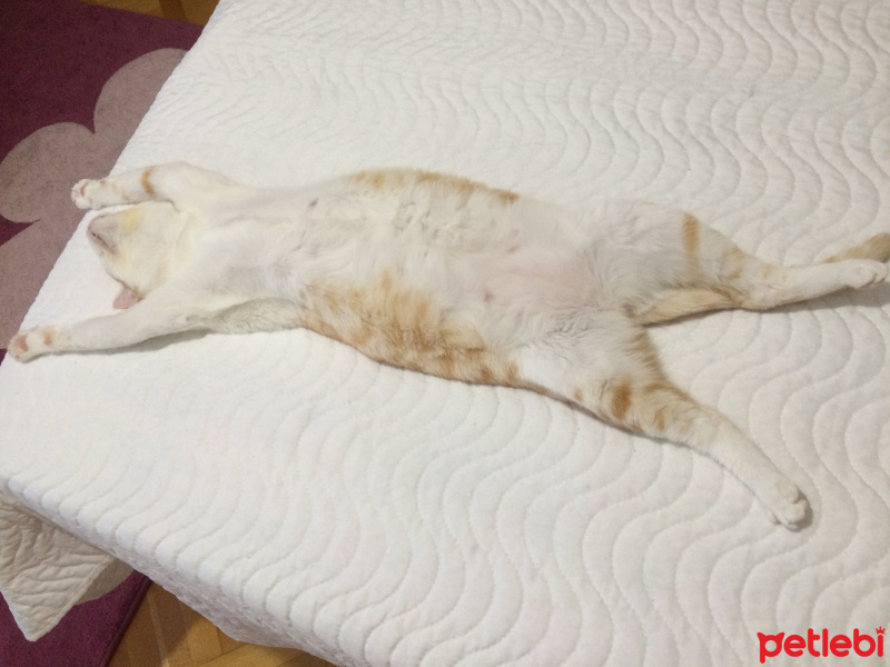 Tekir Kedi, Kedi  Balim fotoğrafı