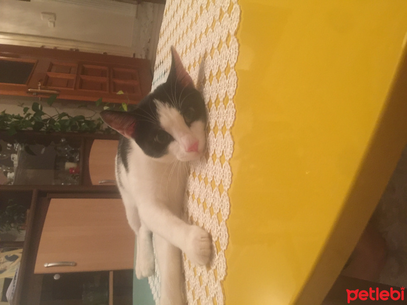 Tekir Kedi, Kedi  Boncuk fotoğrafı