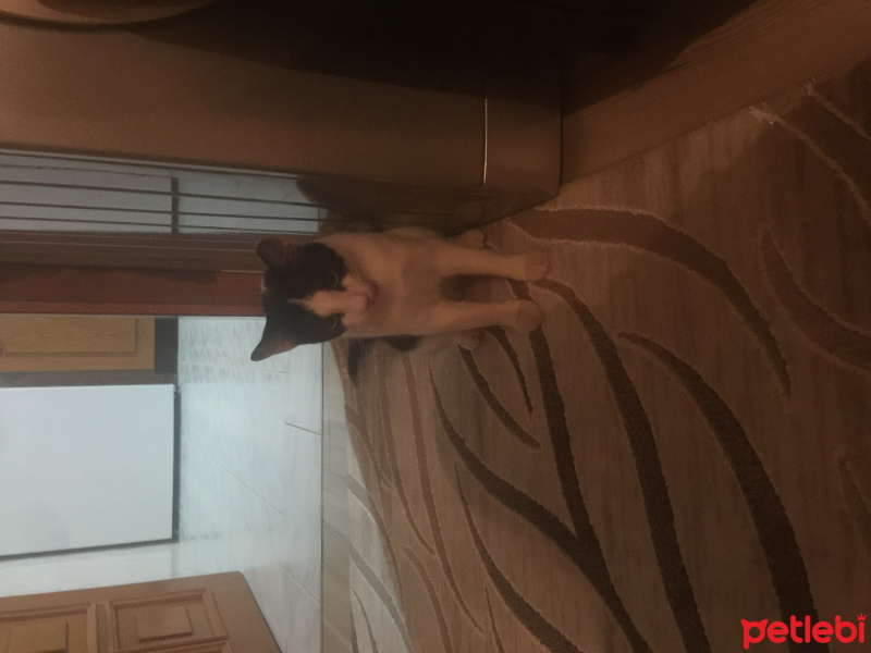 Tekir Kedi, Kedi  Boncuk fotoğrafı