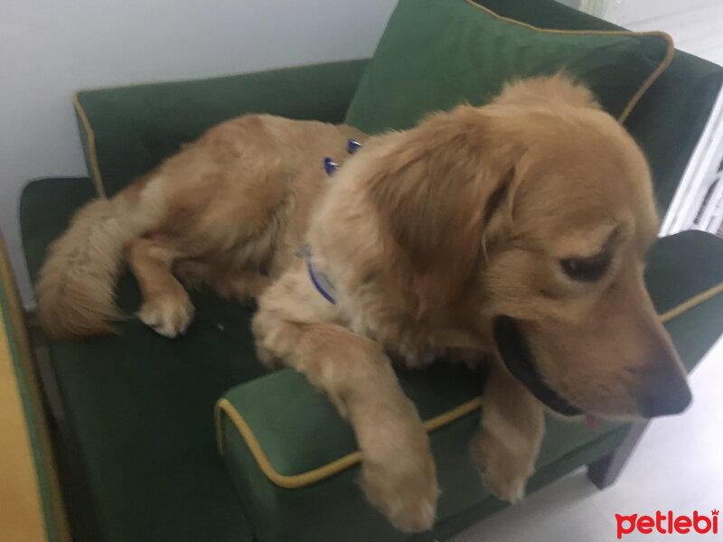 Golden Retriever, Köpek  Ares fotoğrafı