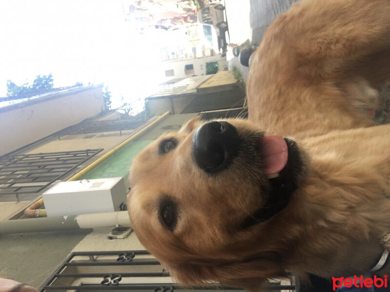 Golden Retriever, Köpek  Ares fotoğrafı