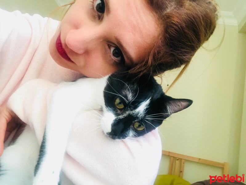 Tuxedo (Smokin) Kedi, Kedi  beyblade fotoğrafı
