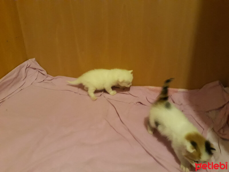 Ankara Kedisi, Kedi  Bir oğlan bir kız fotoğrafı