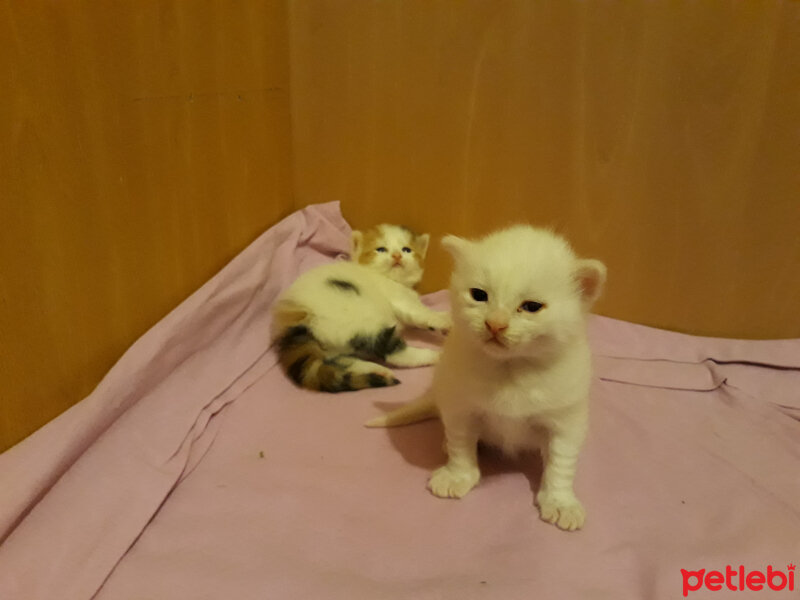 Ankara Kedisi, Kedi  Bir oğlan bir kız fotoğrafı