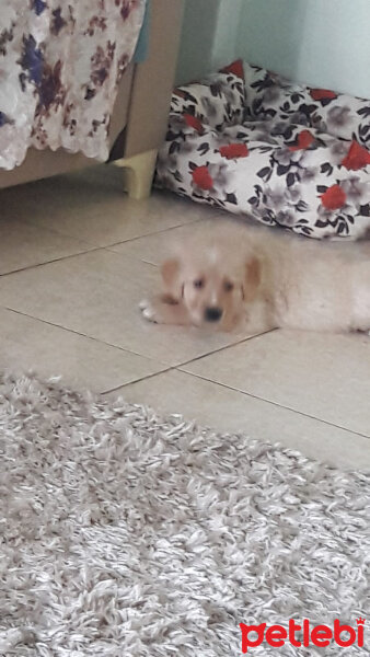 Golden Retriever, Köpek  Paşa fotoğrafı