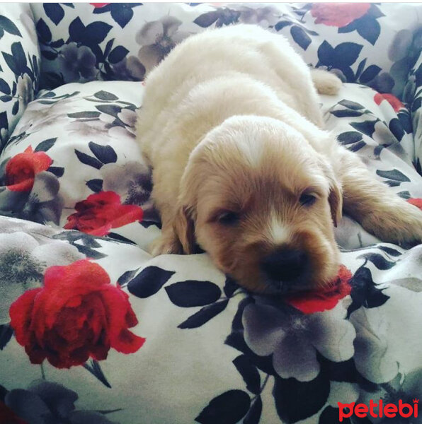 Golden Retriever, Köpek  Paşa fotoğrafı