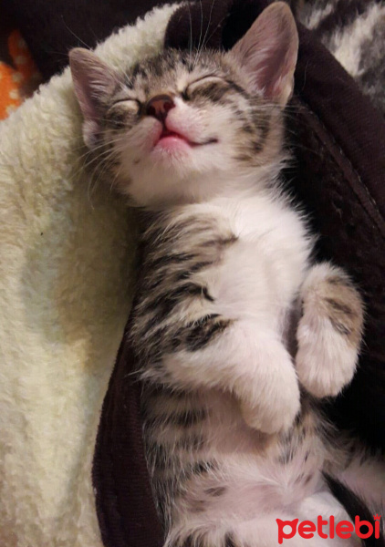 Tekir Kedi, Kedi  Luna fotoğrafı