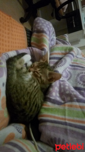 Tekir Kedi, Kedi  Luna fotoğrafı