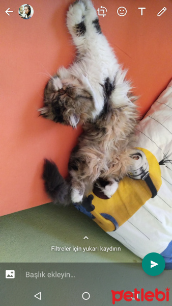 İran Kedisi (Persian), Kedi  Pakize fotoğrafı