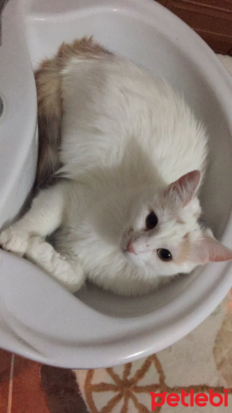 Tekir Kedi, Kedi  Köpük fotoğrafı