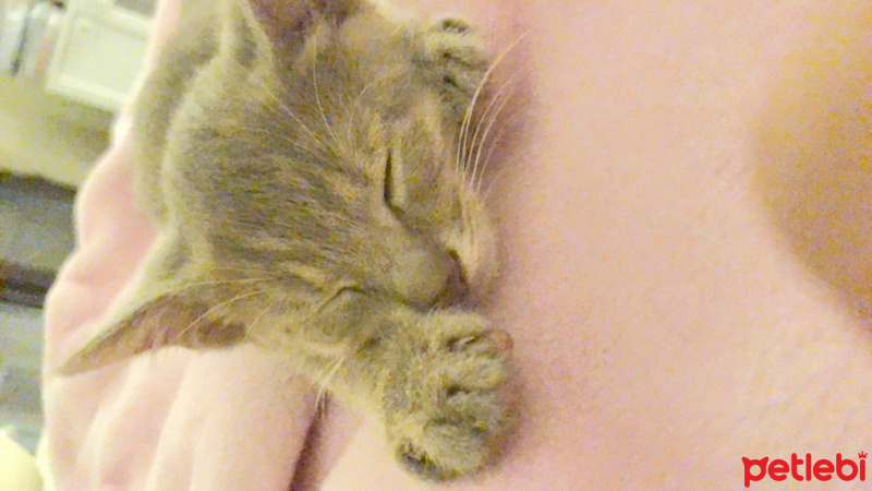 Tekir Kedi, Kedi  3 aylık bal köpüğü fotoğrafı