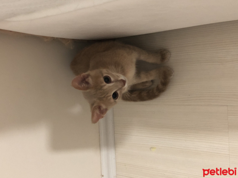 Tekir Kedi, Kedi  3 aylık bal köpüğü fotoğrafı