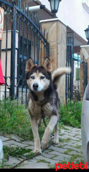 Sibirya Kurdu (Husky), Köpek  Oscar fotoğrafı