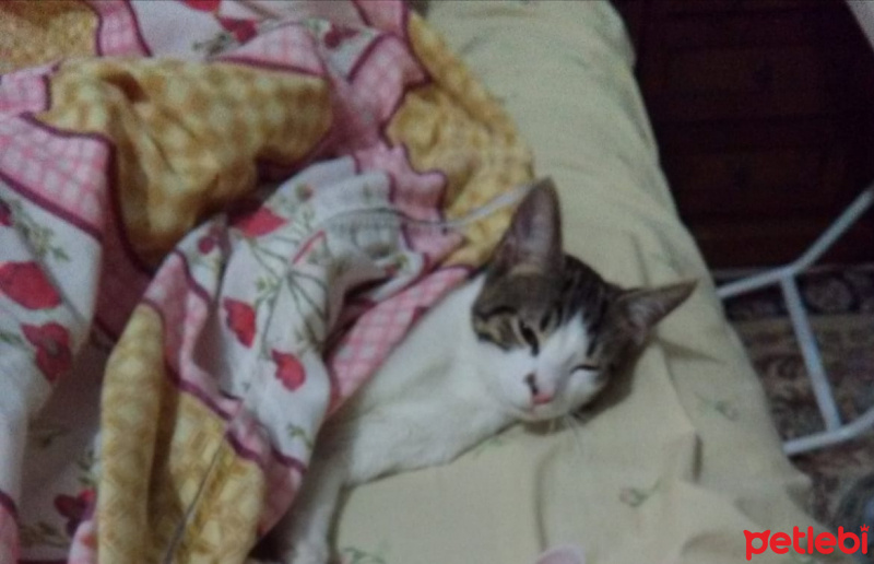 Tekir Kedi, Kedi  Cingöz fotoğrafı