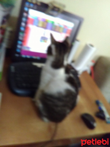 Tekir Kedi, Kedi  Cingöz fotoğrafı