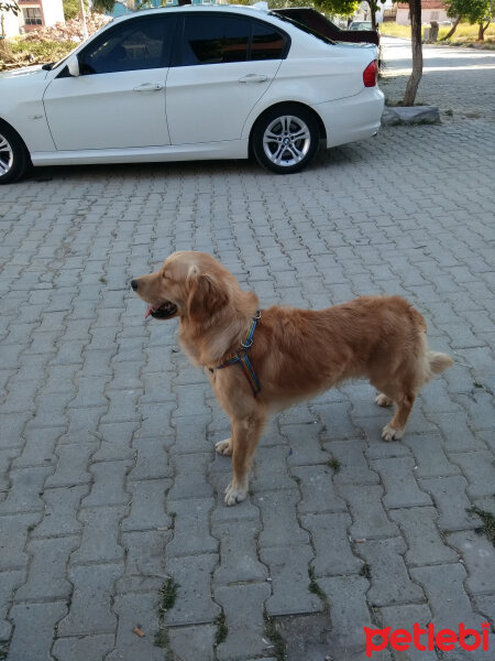 Golden Retriever, Köpek  dino fotoğrafı