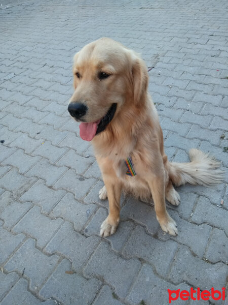 Golden Retriever, Köpek  dino fotoğrafı