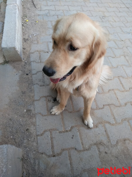 Golden Retriever, Köpek  dino fotoğrafı