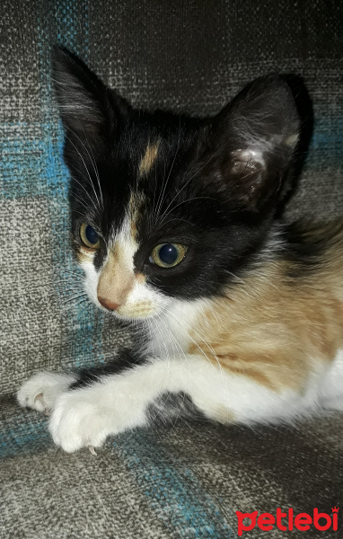 Tekir Kedi, Kedi  Manti fotoğrafı