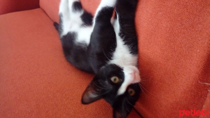 Tuxedo (Smokin) Kedi, Kedi  Zilli fotoğrafı