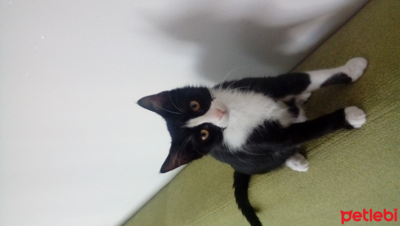 Tuxedo (Smokin) Kedi, Kedi  Zilli fotoğrafı