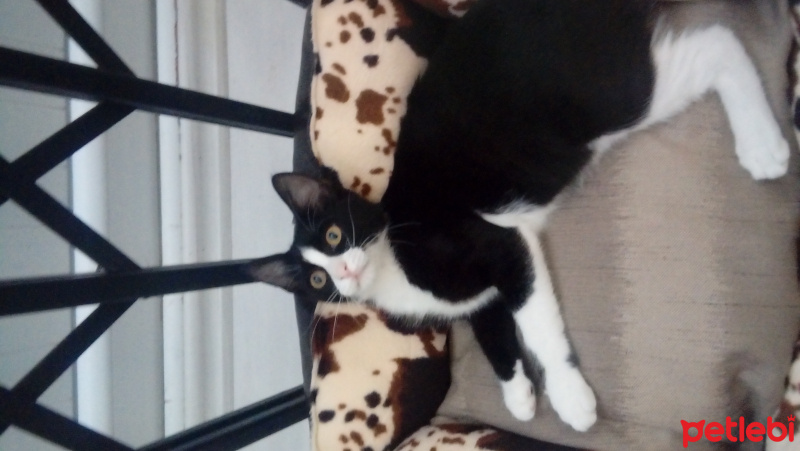 Tuxedo (Smokin) Kedi, Kedi  Zilli fotoğrafı