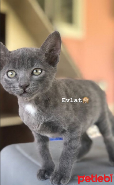 Mavi Rus, Kedi  GÖLGE fotoğrafı