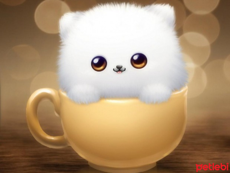 Scottish Fold, Kedi  0 fotoğrafı
