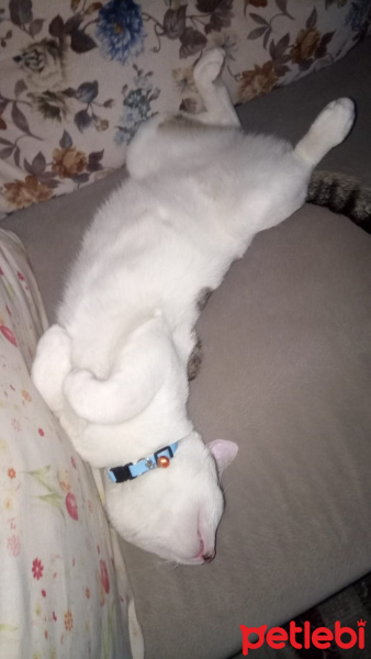 Tekir Kedi, Kedi  Zeytin fotoğrafı