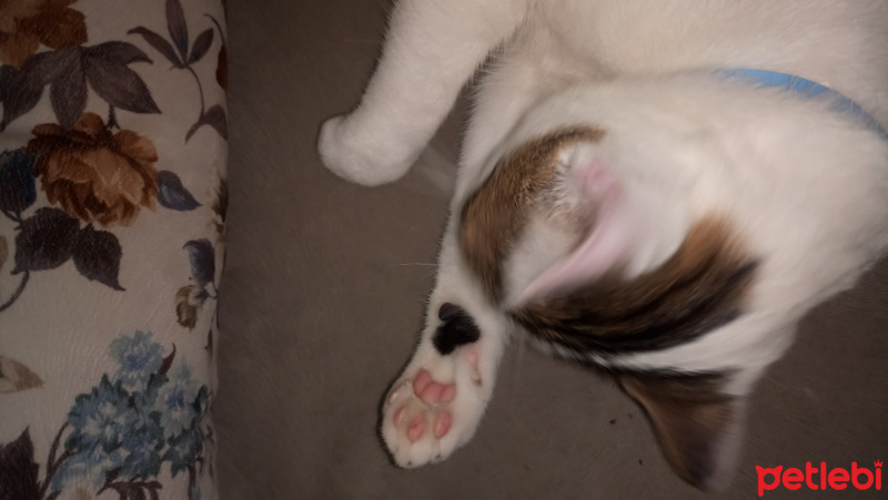 Tekir Kedi, Kedi  Zeytin fotoğrafı