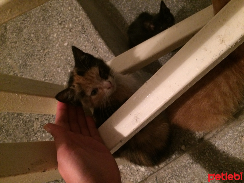 Tekir Kedi, Kedi  Poni fotoğrafı