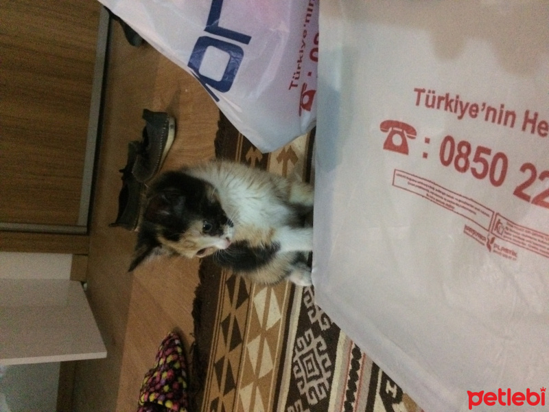 Tekir Kedi, Kedi  Poni fotoğrafı