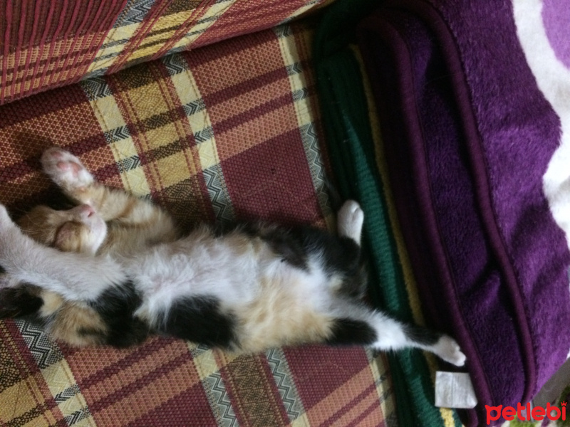 Tekir Kedi, Kedi  Poni fotoğrafı