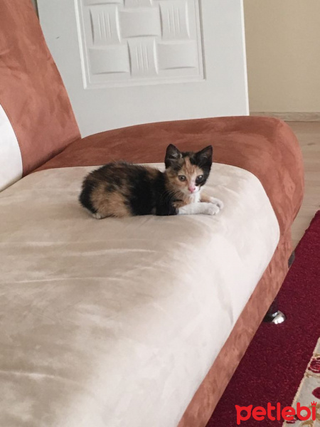 Tekir Kedi, Kedi  Poni fotoğrafı