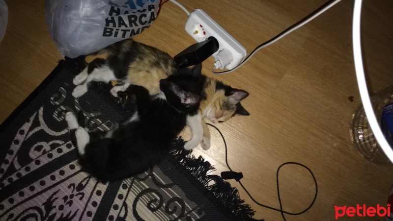 Tekir Kedi, Kedi  Poni fotoğrafı