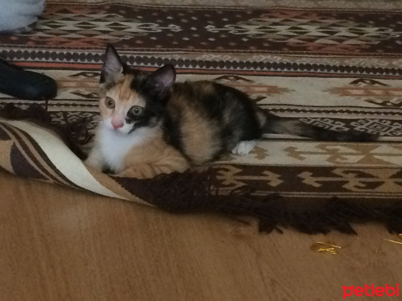Tekir Kedi, Kedi  Poni fotoğrafı