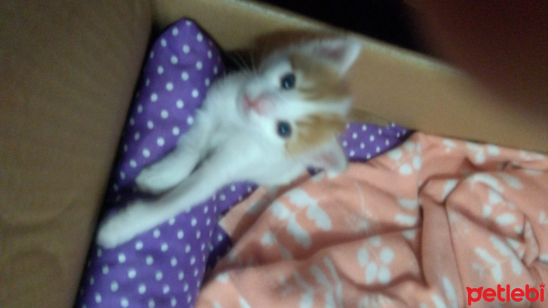 Tekir Kedi, Kedi  SÜTLAÇ fotoğrafı